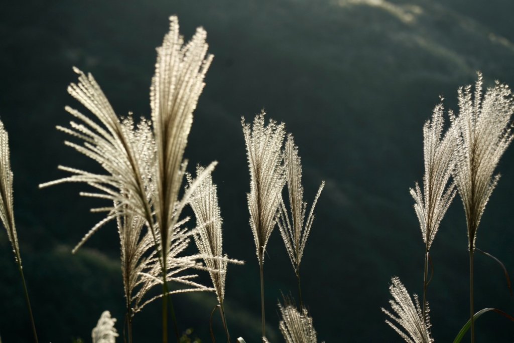 【金瓜石】漫山芒花怒放浪漫，礦山藍海奇景夢幻！_2964326