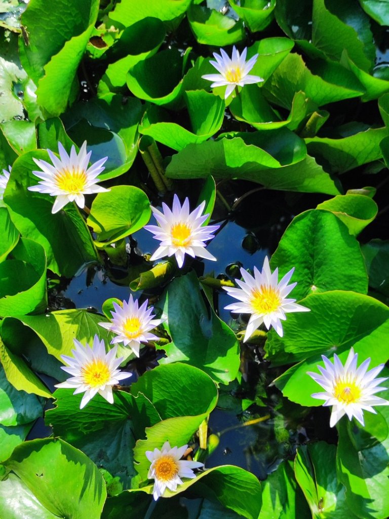 後花園散散步_2855159