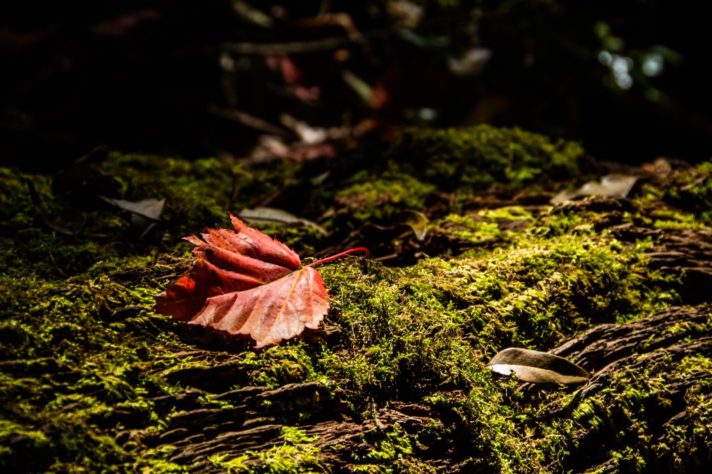 稍來山楓葉林_2960868