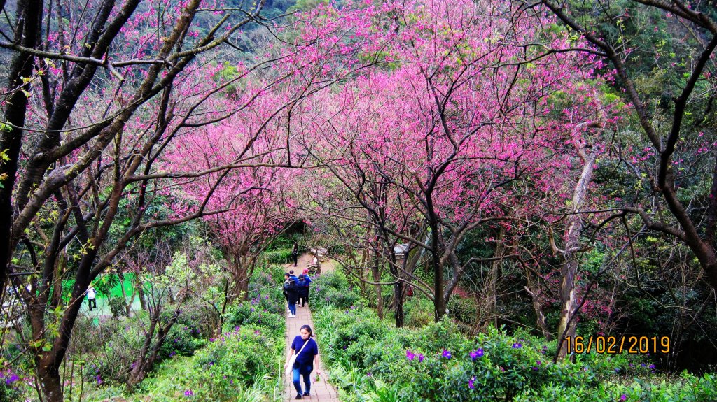 中和步道越嶺土城太極嶺 ~ 櫻花一路相迎 !封面圖