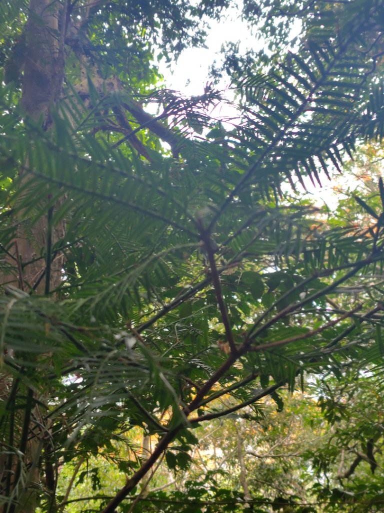 東埔走八通關古道訪龍貓公車繞對關山O型_2962868