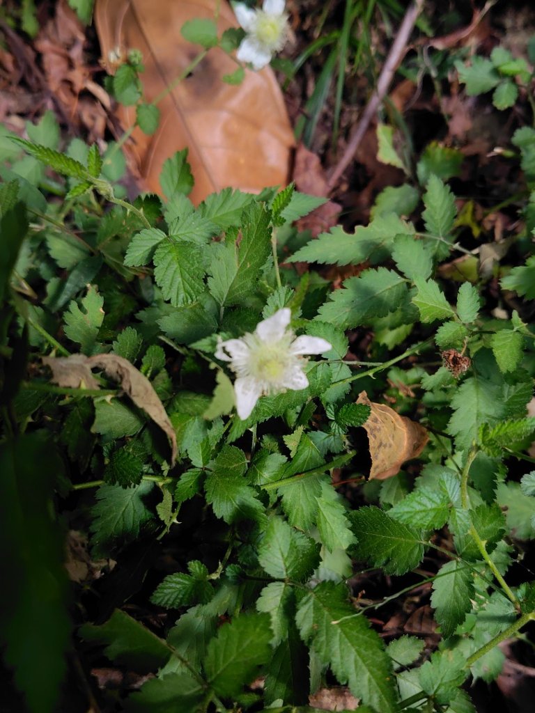 東埔走八通關古道訪龍貓公車繞對關山O型_2962851