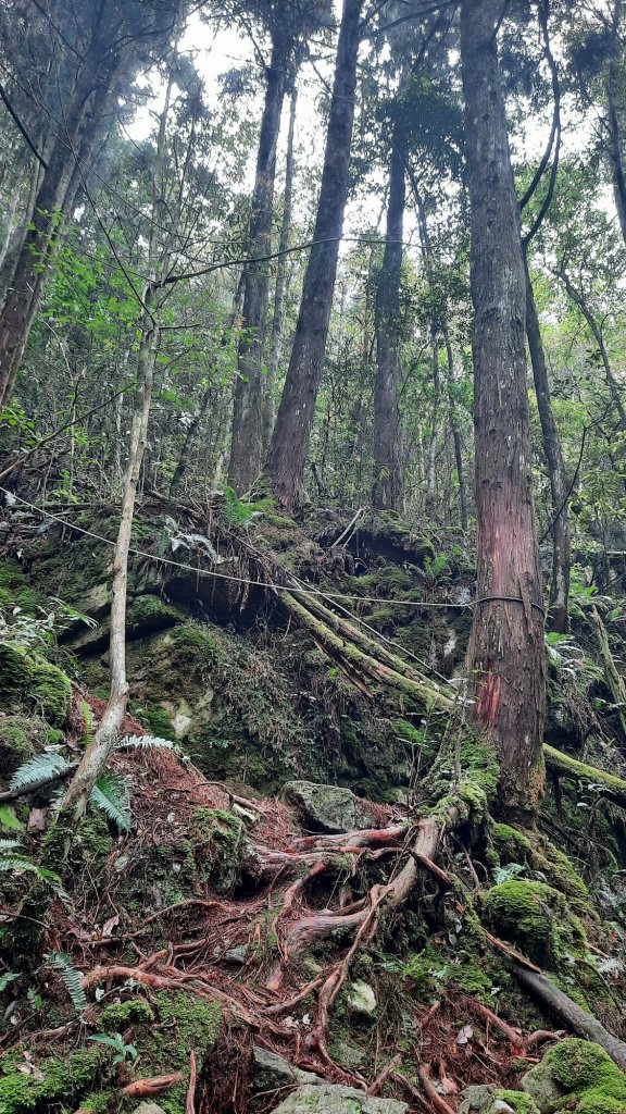 《台中》魔幻森林｜橫嶺山沙蓮山O型20210430_1367180