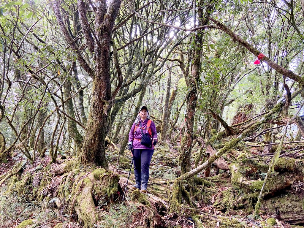 南橫小關山林道登斯拉巴庫山 202116_1233265