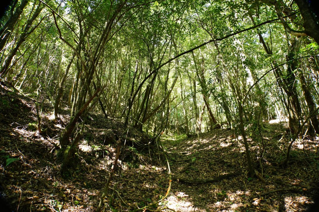 新竹 尖石 屯野生台山、石麻達山、錦屏山_2904276