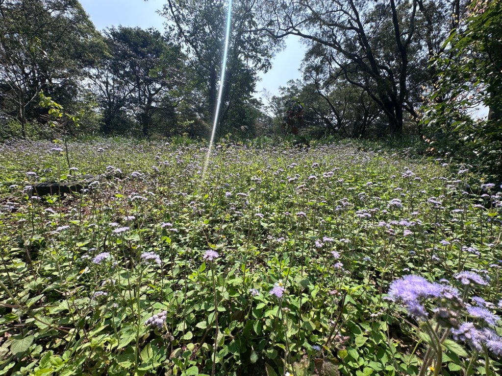 挑炭古道｜三通嶺古道_2730443