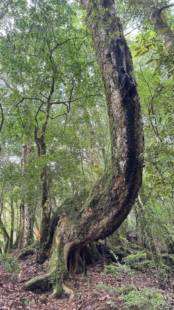 觀雪縱走_2836080