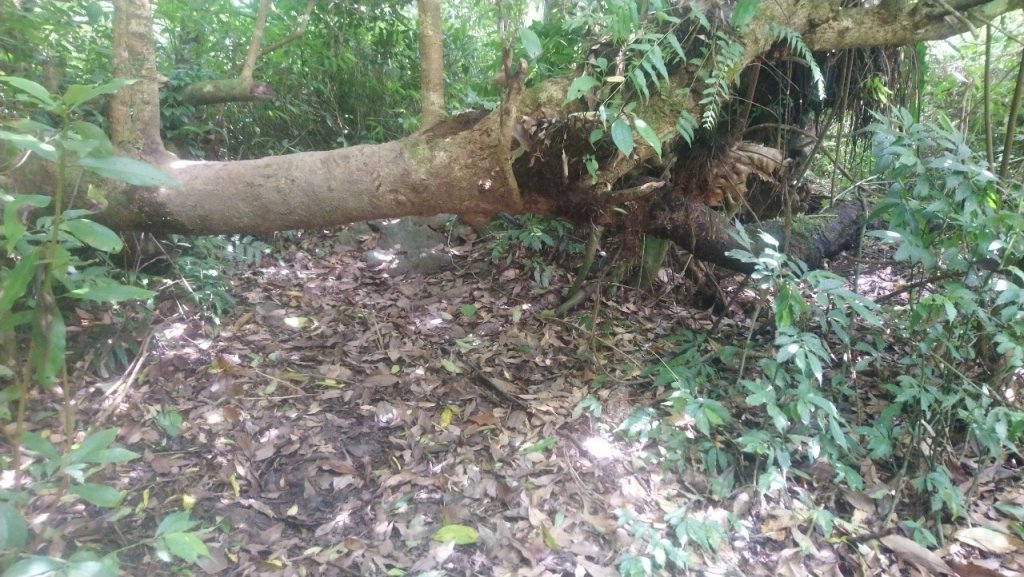 難惹的女仍山_1777365