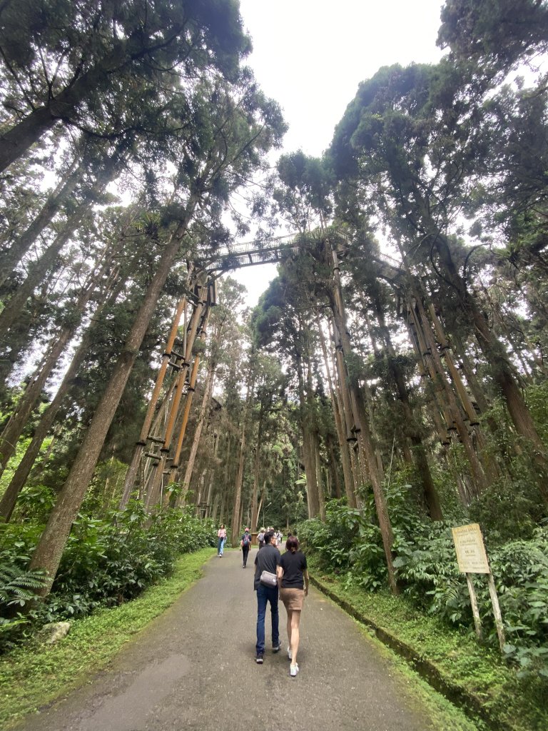 20240420 溪頭自然教育園區_2485355