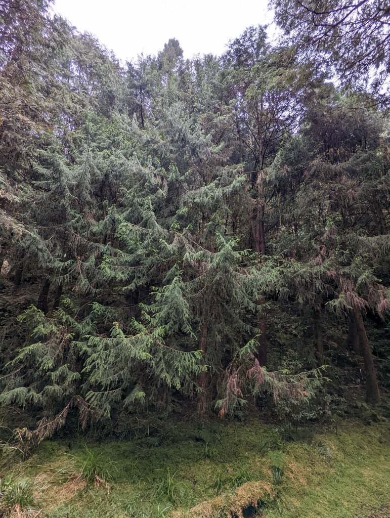 山毛櫸的尾聲，還有一番美景！_1921076