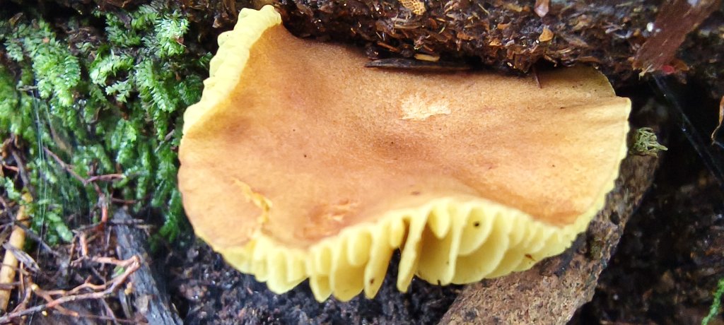 2025/06/07-鳥嘴山步道_2805993