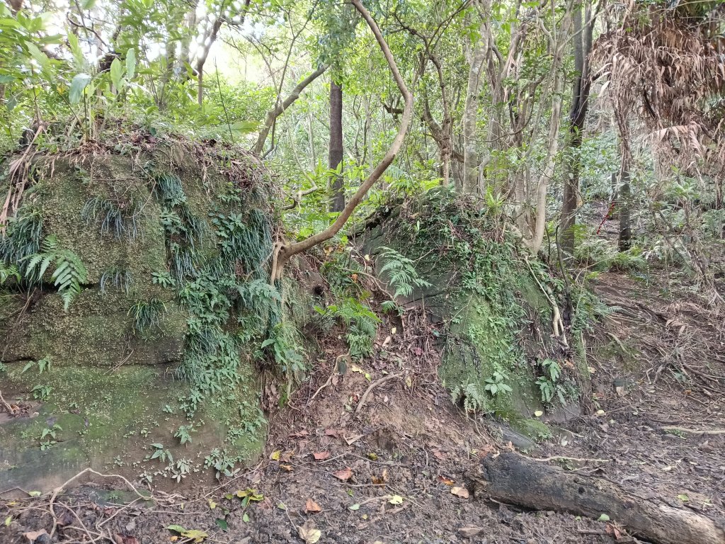 雙溪區聖南寺朝山古道+大竹林山(未果)_2963601