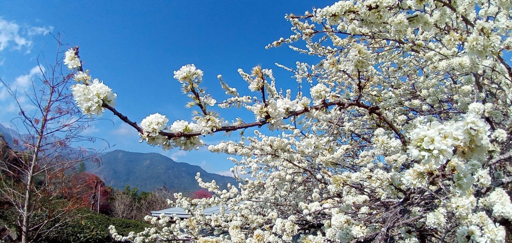 南投信義     草坪頭觀光茶園封面圖