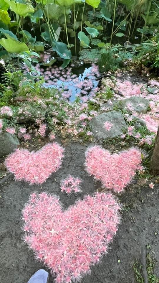 夜衝台大追ㄧ夜美人/穗花棋盤腳_2574194