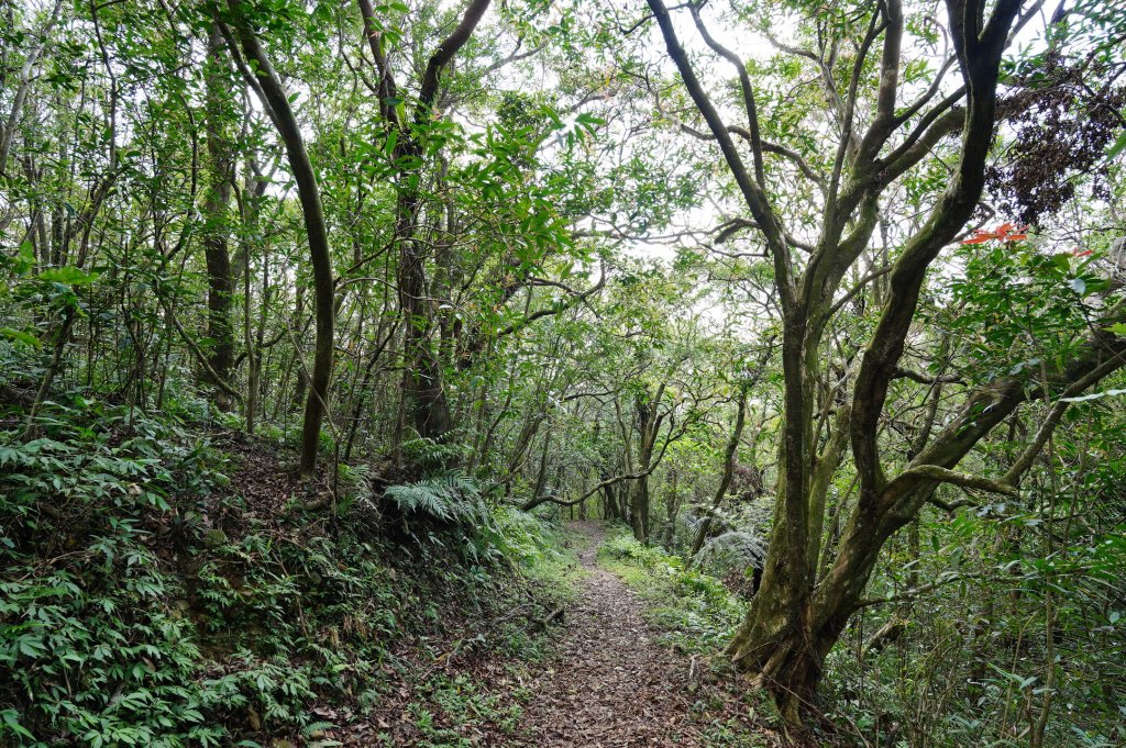 新北 雙溪 溪尾寮山、東柑腳山、柑腳山_2581809