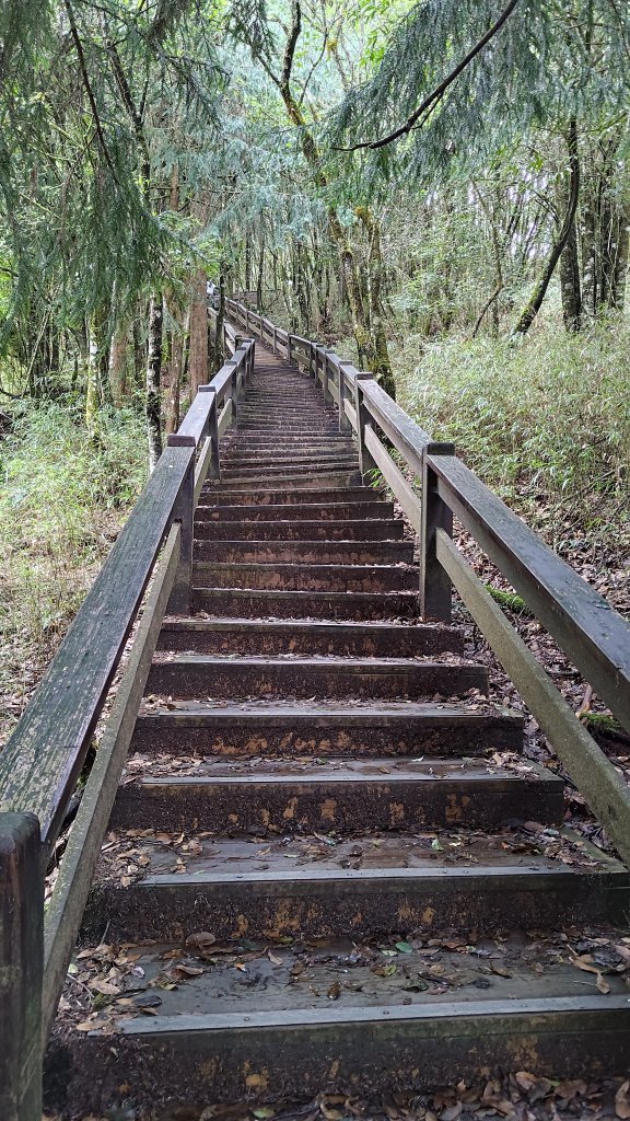 檜山巨木群_2917991