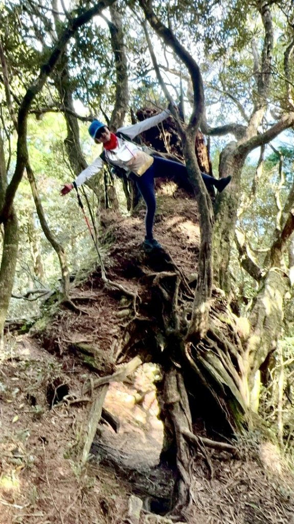 20260118南插天山.魯培山.上宇內山(南插北峰)_2989882