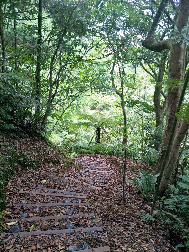 坪林水柳腳步道_350676