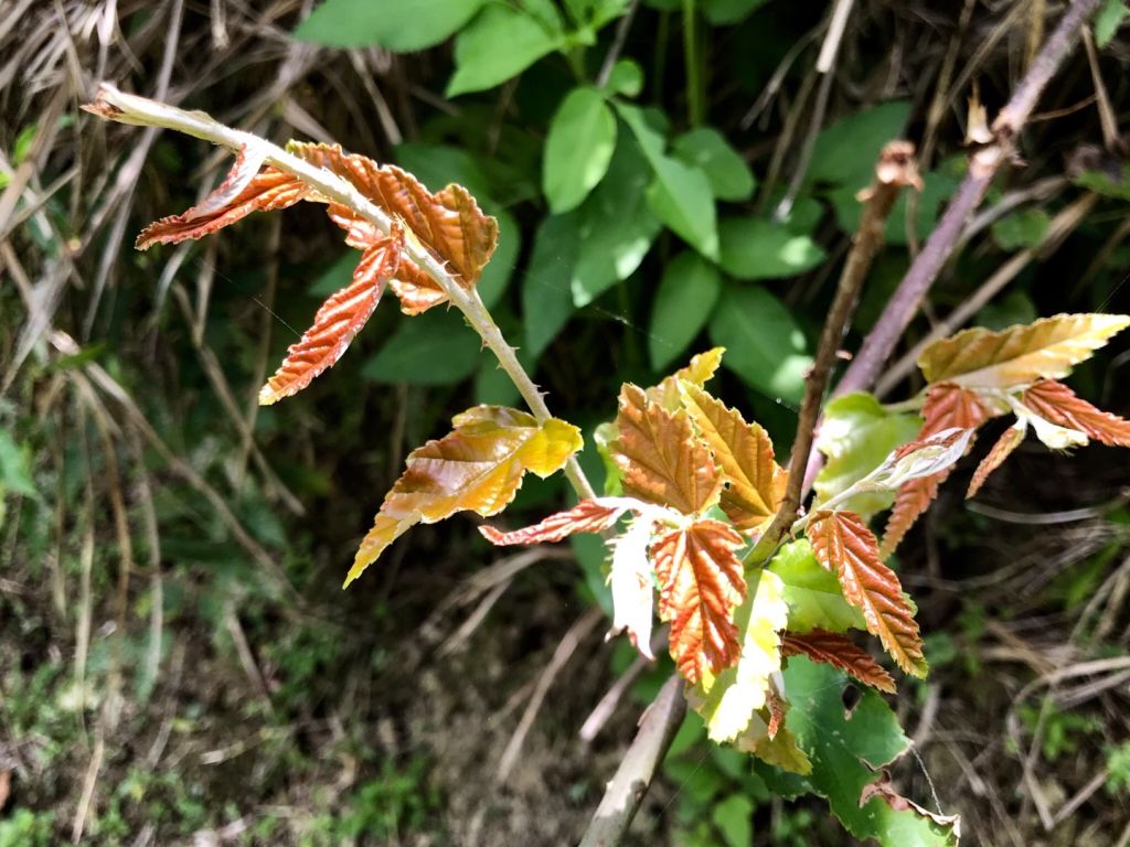 花蓮月眉山步道_392246