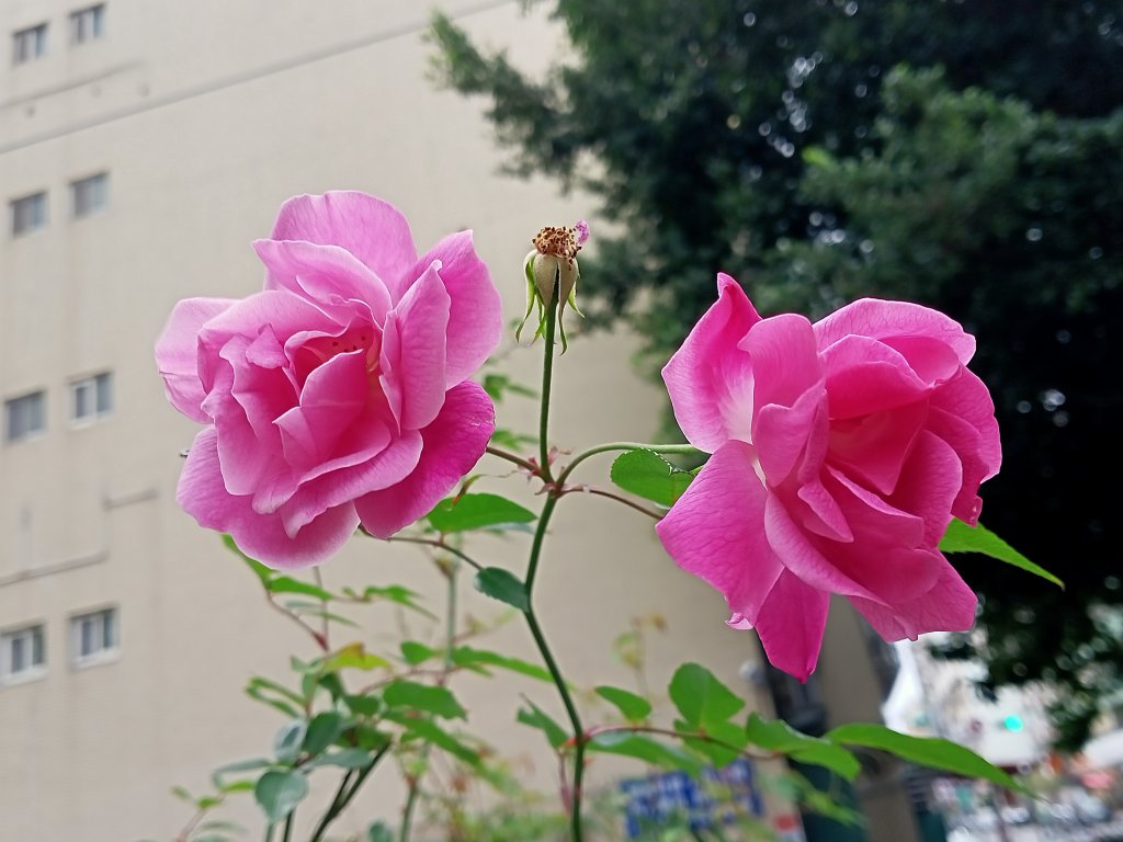 大港墘公園、忠孝東路四段賞花燈【齊心鞋力向前走】_2033401