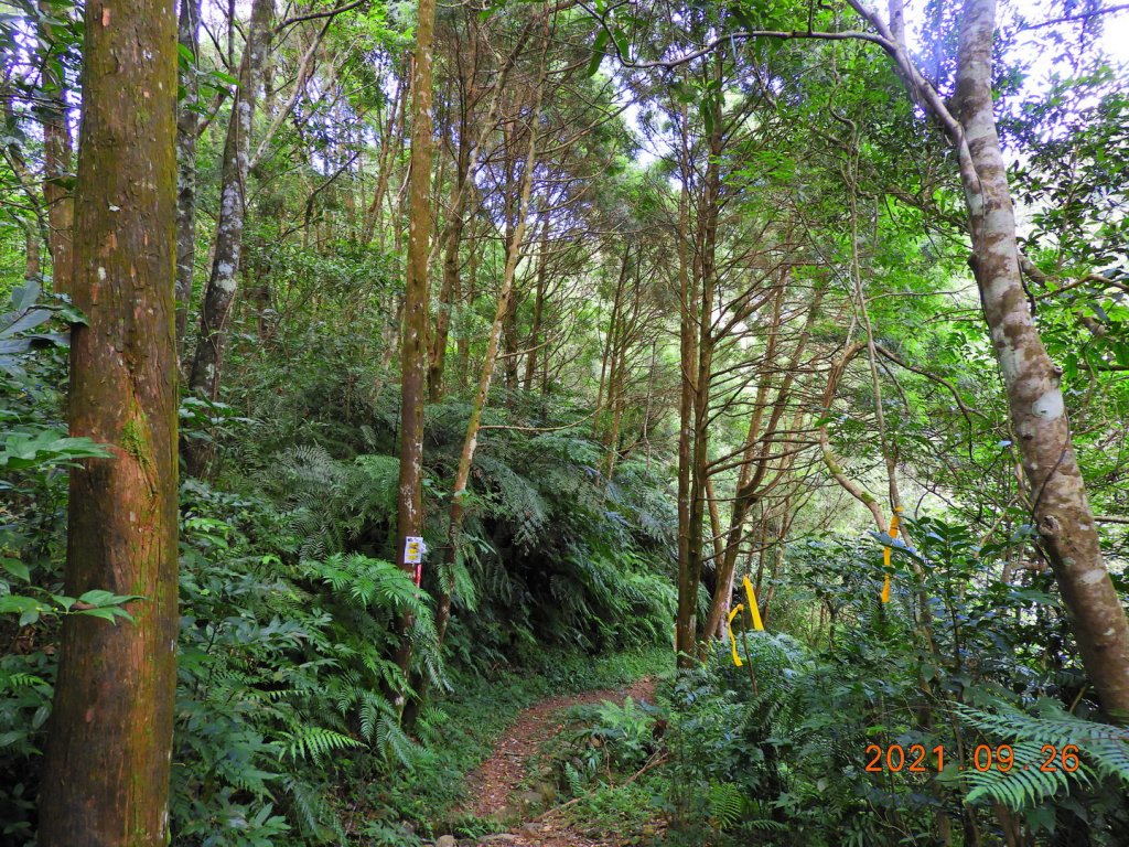 新北 坪林 四堵古道(石牌縣界公園段)_1469817