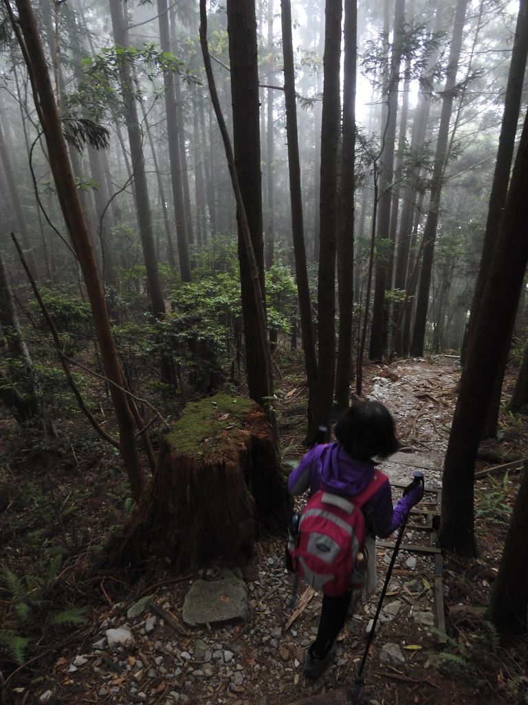 20180520 再訪八仙主峰_335601