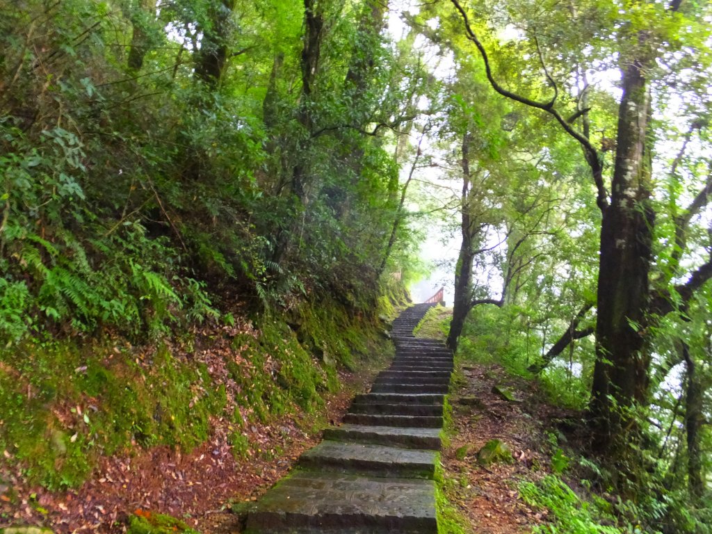 走阿里山神木群棧道，漫步在雲端及迷霧森林_416022
