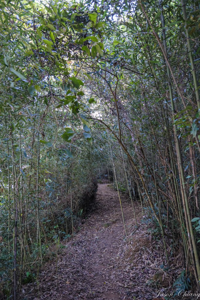 [苗栗]馬那邦山_2355131