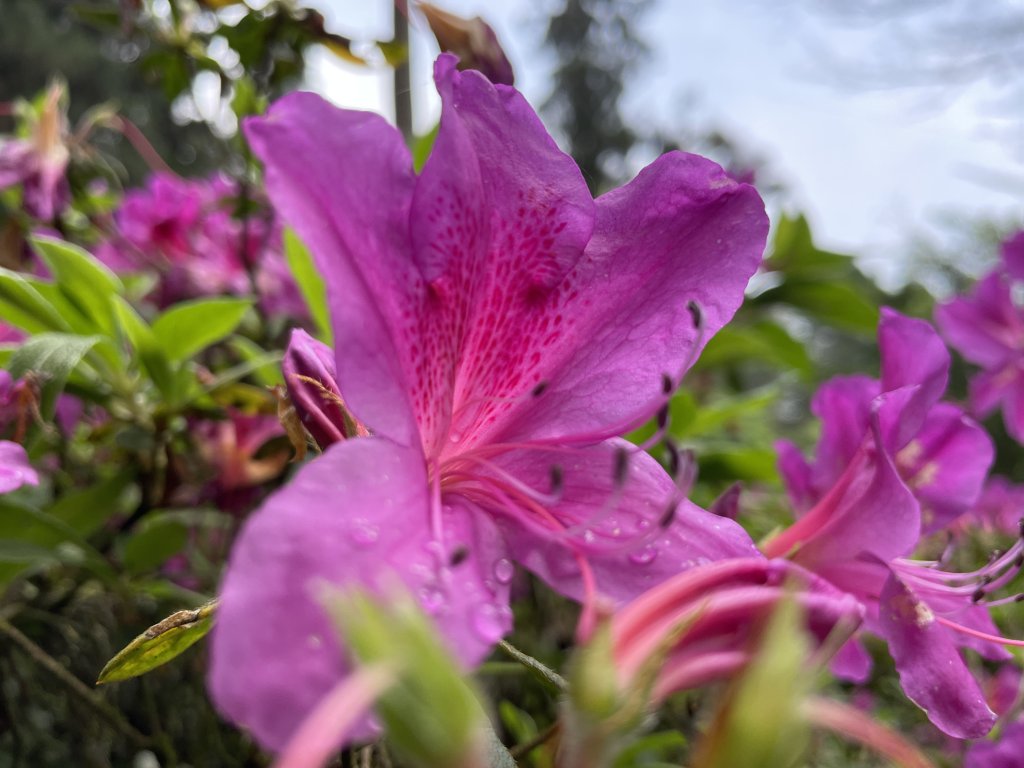 溪頭景觀步道_2468824