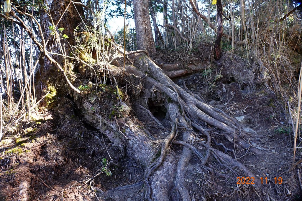 南投 信義 西巒大山_1922373