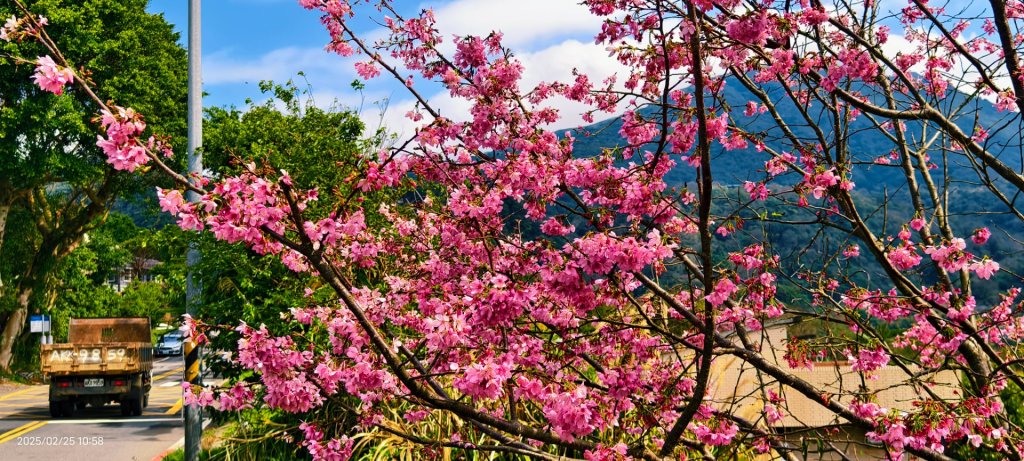 追花是簡單的快樂，賞花是恬淡的幸褔 2/25_2720158