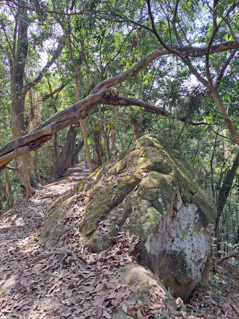 竹山八通關古道社寮段+陳東坑山+溪洲大山ｄ型走20230219_2037424