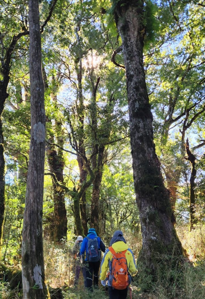 【中級山縱走】羅馬縱走，走進神木的夢幻童話森林世界_2943783
