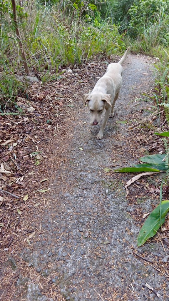 白毛山O繞順走白毛山西南峰/臭頭山_2070596