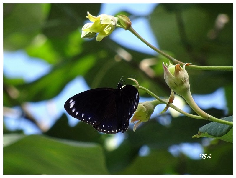 夏日/黃槿的花開_1417591