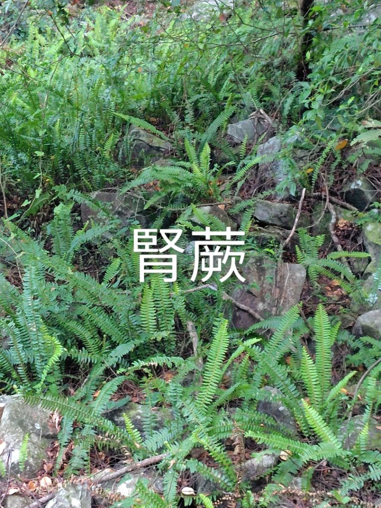 唐麻丹山 蝴蝶谷_2918772