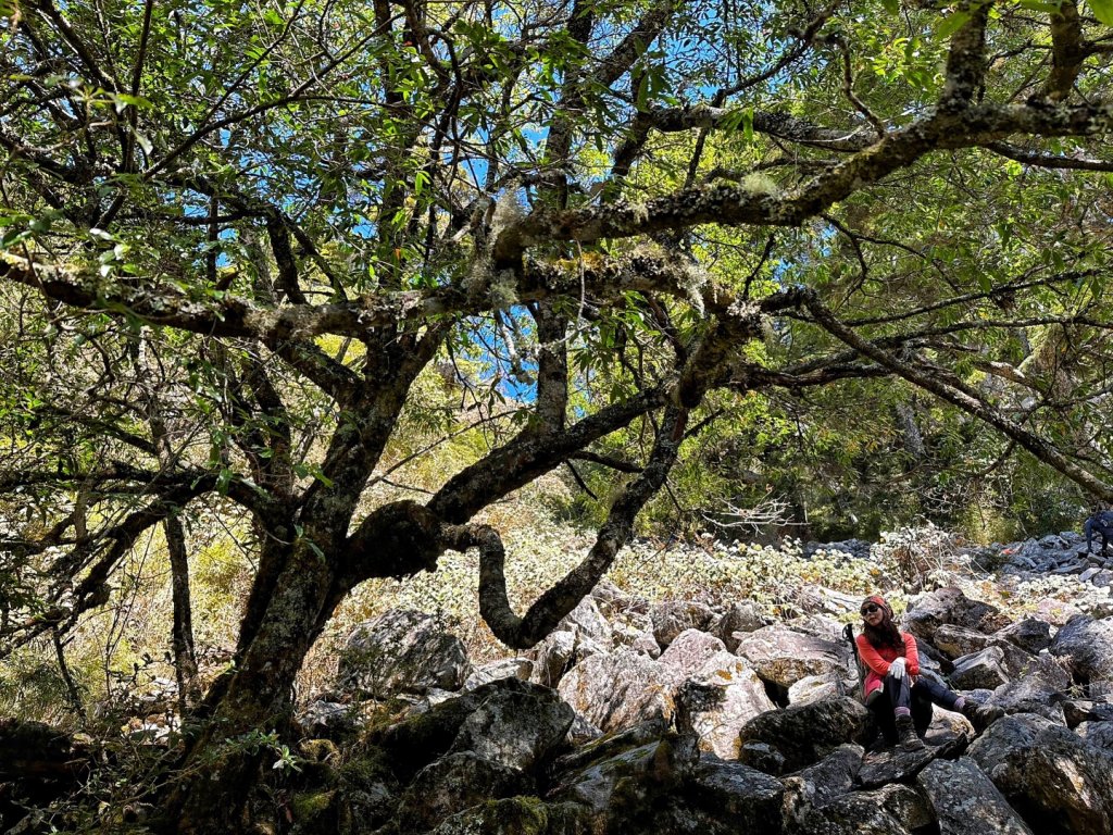 玉山前峰 漫步雲端 草坪頭賞花_2010389