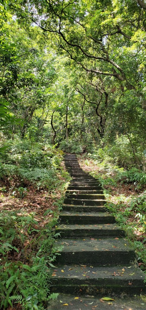 2020-05-30圓通寺登山步道(南勢角山)_1386271