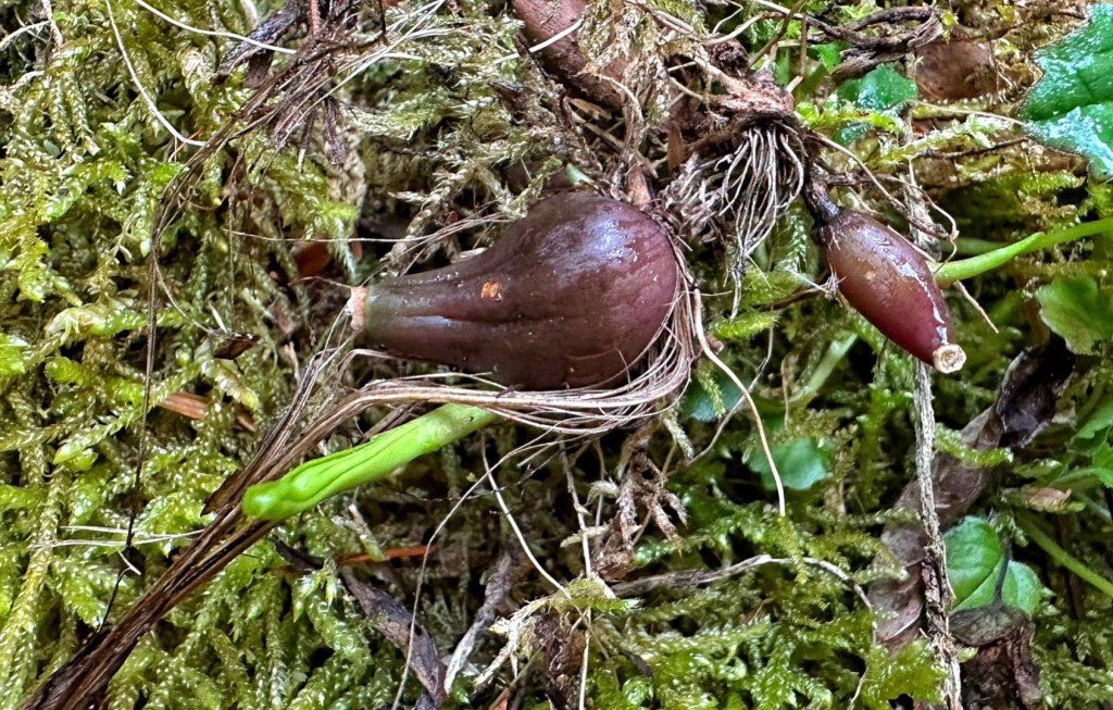 大雪山 神木 天池 春遊賞花_2115101