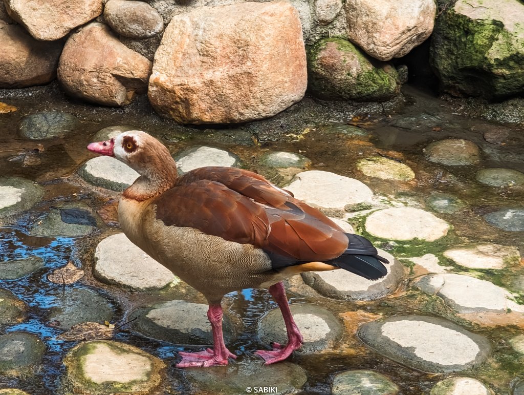 【高雄鼓山】高雄南柴山 - 壽山動物園健行_2026354