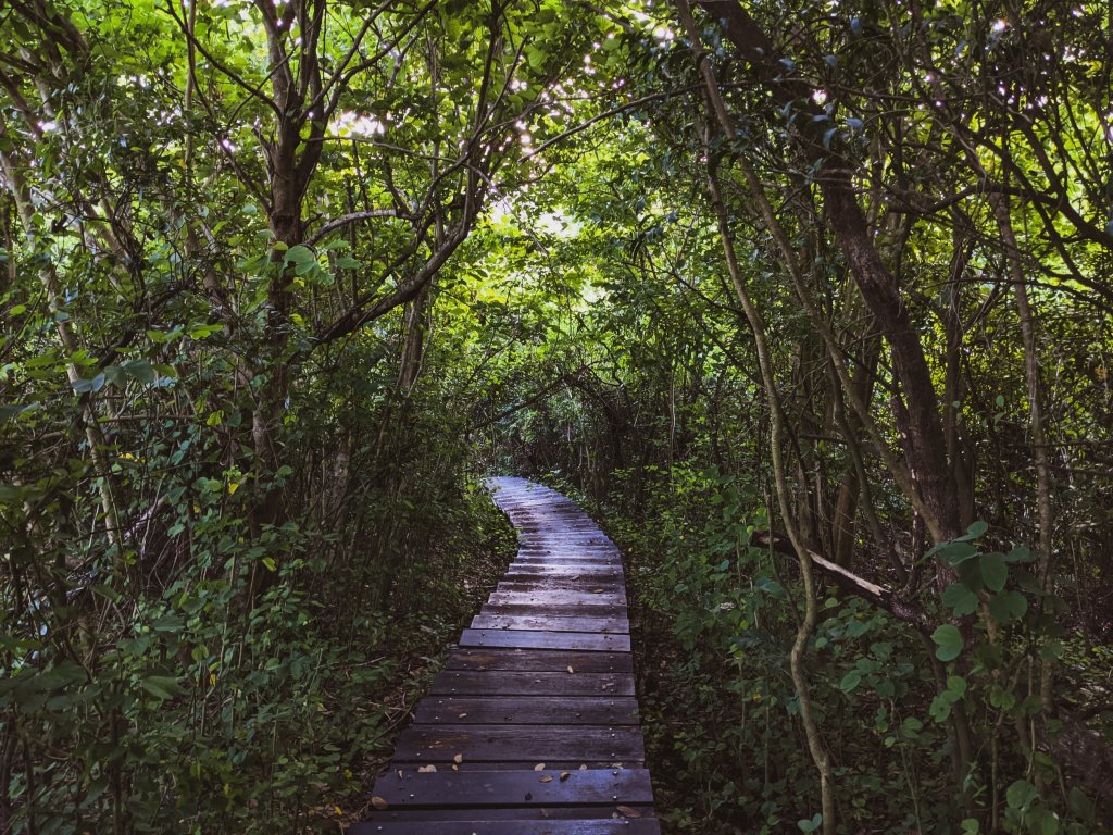 【高雄市後花園】南北壽山(柴山)O行 - 木を探しています_1483611