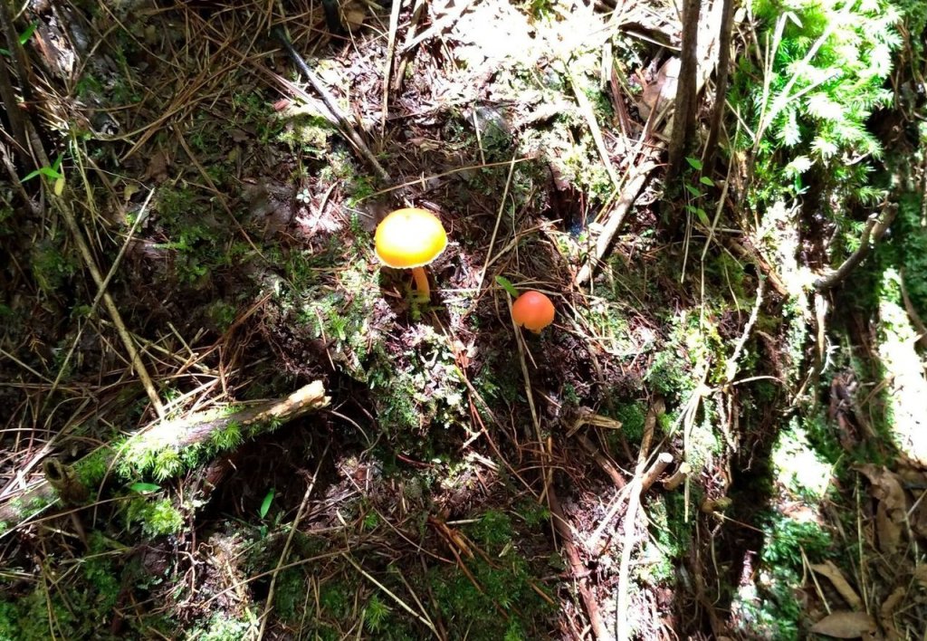 百岳~西巒大山-上山喘喘、下山膝軟。_1035523