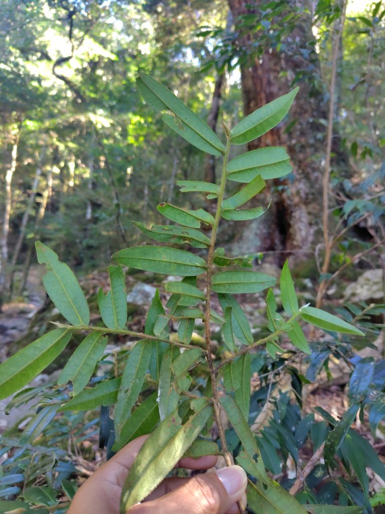 大雪山森林遊樂區 遊客中心 小神木 北三錐山 平石山西北峰_2952861