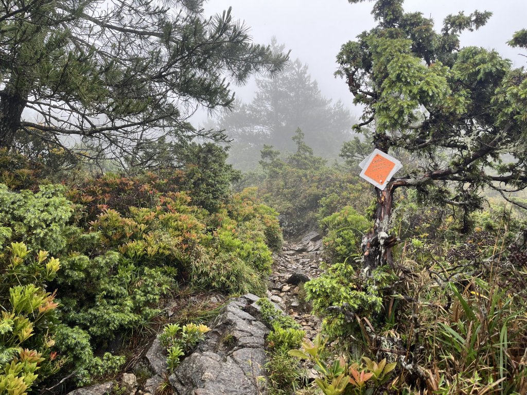 [玉山尋寶任務-01/12] 2025_0726 庫哈諾辛山登山步道_2847501