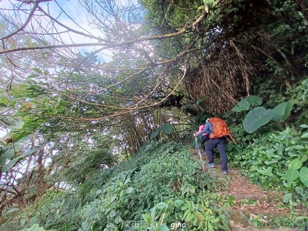 【雲林古坑】 翠綠茶園太迷人走到廢腿也甘心_雲嘉五連峰縱走_2437430