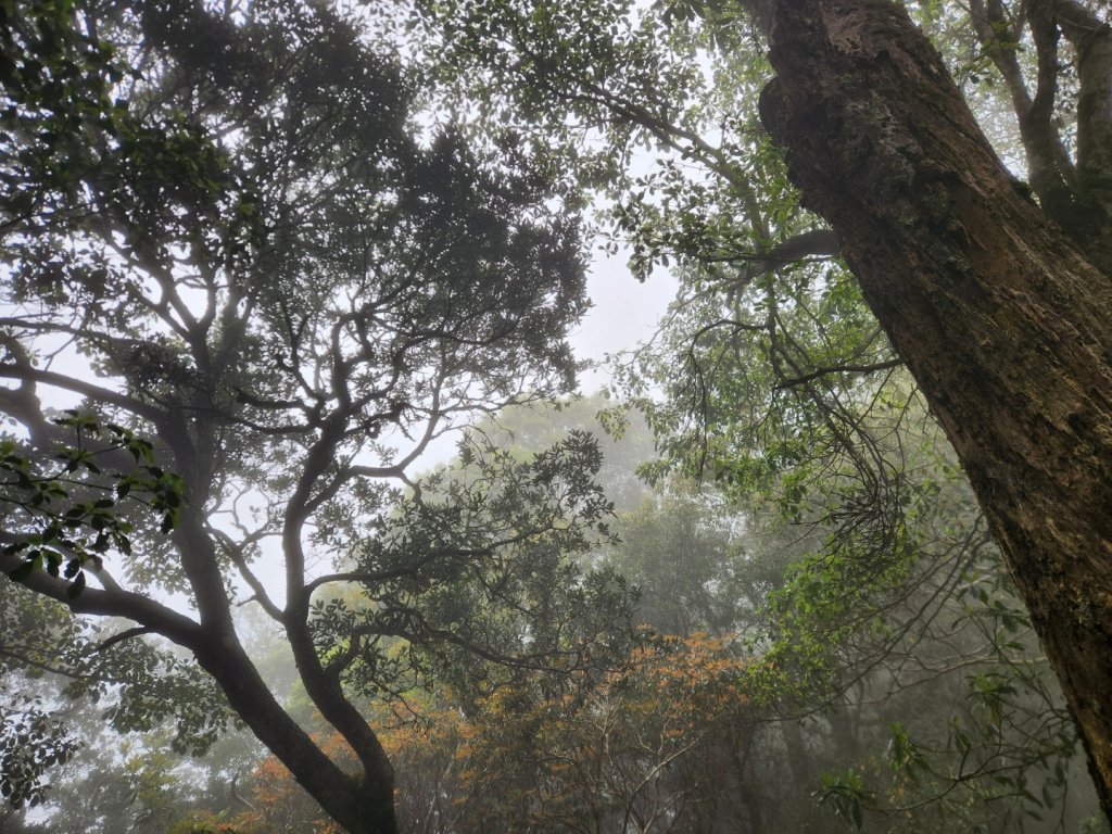 【中級山縱走】魯壁山，東穗山，大島田山，宇老觀景台_2771677