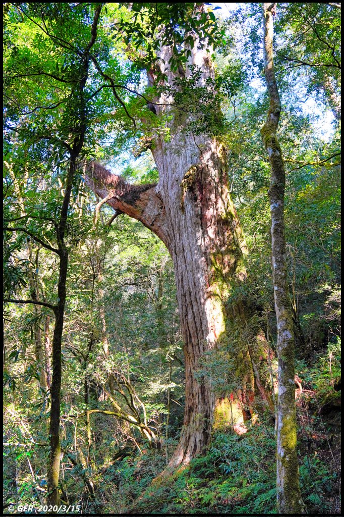 全台最大的紅檜森林 ~ 拉拉山巨木群_885594