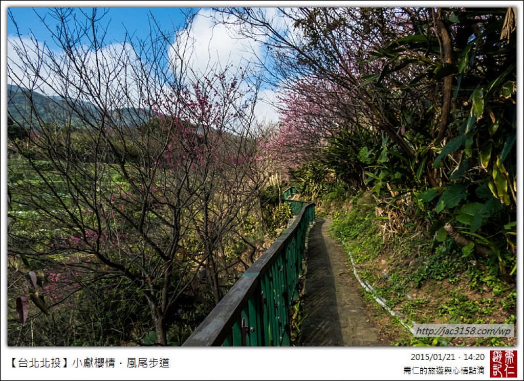 20150121小獻櫻情．風尾步道_11661