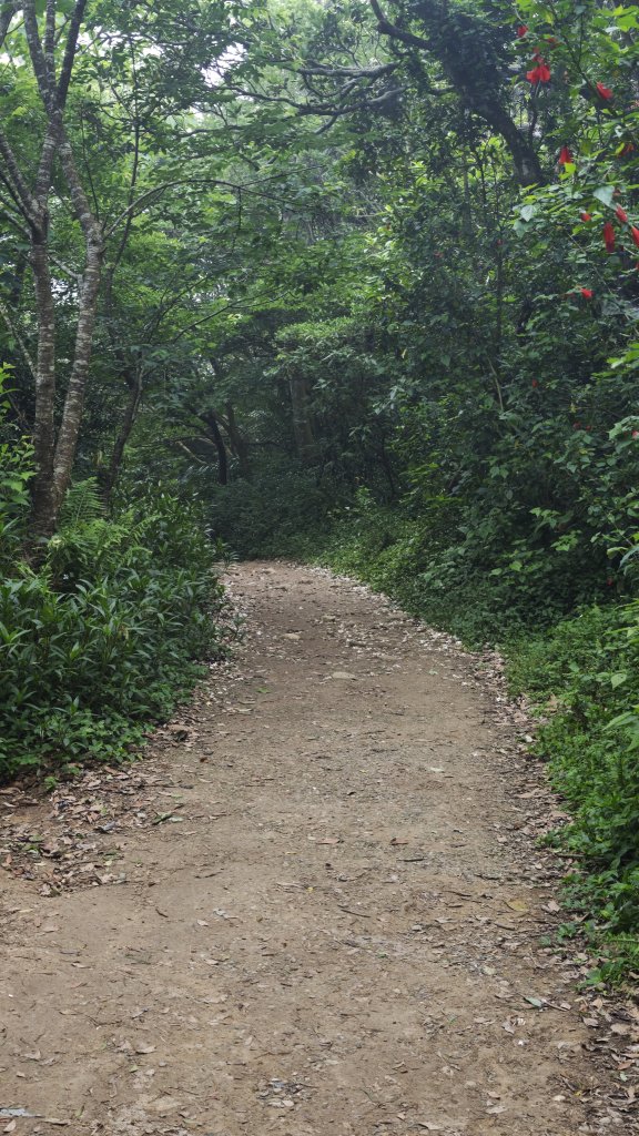 2025-0505 觀音山土路追桐花+牛港稜步道_2781393