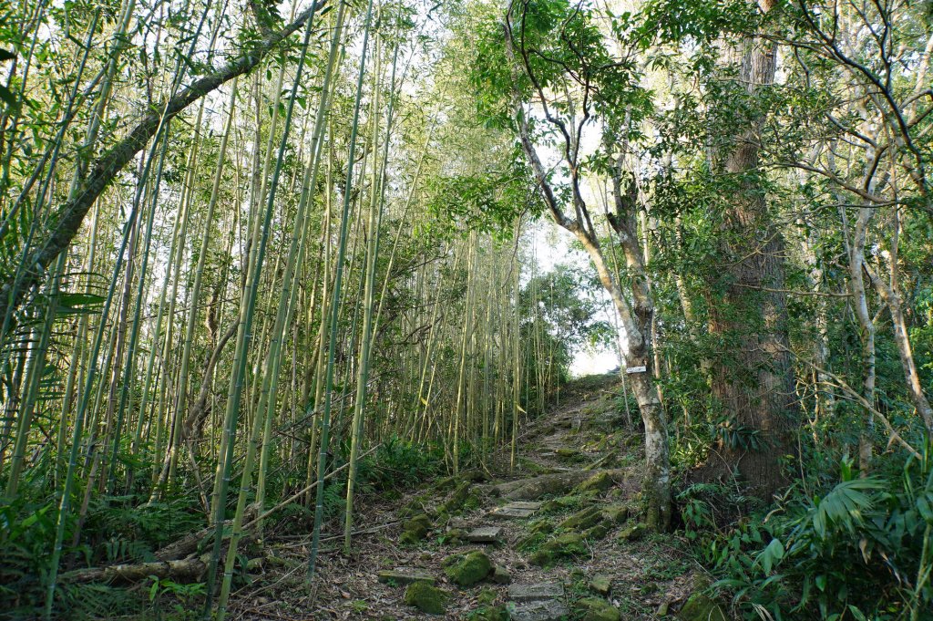 桃園 復興 牌子山、金平山_2952200